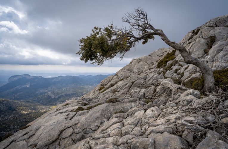 Allen: The Importance of Resilience in Overcoming Trauma
